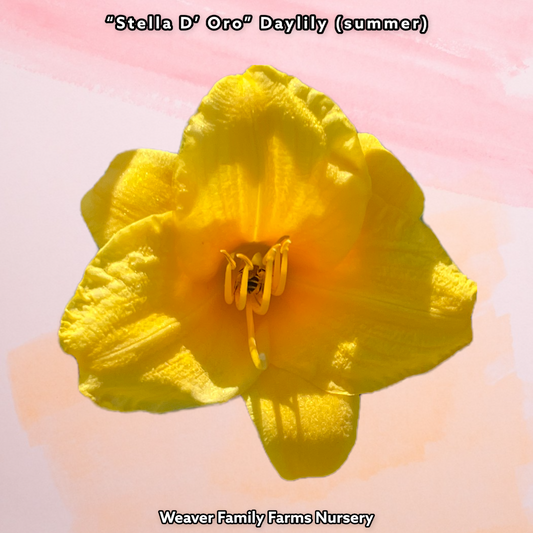 Stella D’ Oro Daylily Pictures