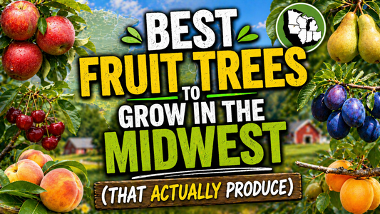 Best Fruit Trees to Grow in the Midwest (That Actually Produce)
