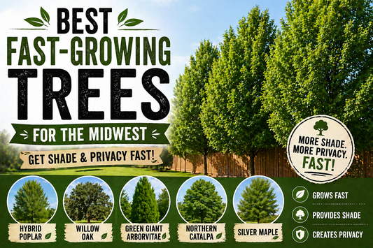 Best Fast-Growing Trees for the Midwest