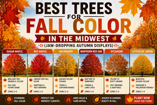 Best Trees for Fall Color in the Midwest