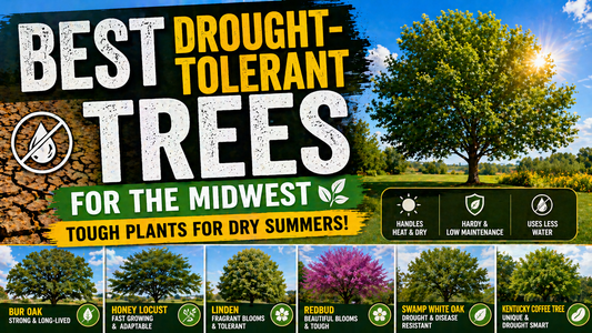 Best Drought-Tolerant Trees for the Midwes