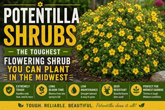 Potentilla Shrubs — The Toughest Flowering Shrub You Can Plant in the Midwest