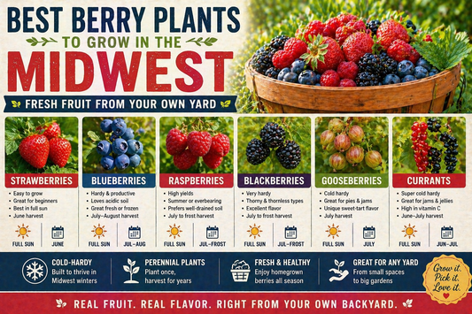 Best Berry Plants to Grow in the Midwest (Fresh Fruit From Your Own Yard)