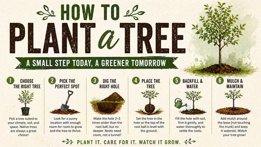 How to Plant a Tree (Step-by-Step Guide)