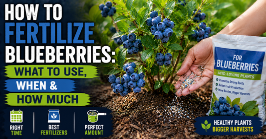 How to Fertilize Blueberries: What to Use, When & How Much