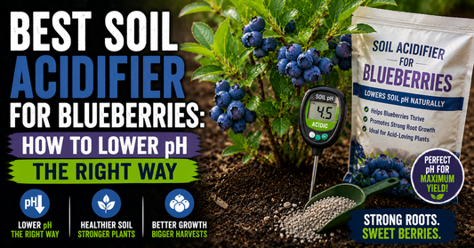 Best Soil Acidifier for Blueberries: How to Lower pH the Right Way