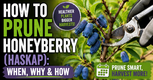 How to Prune Honeyberry (Haskap): When, Why & How