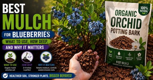 Best Mulch for Blueberries: What to Use, How Deep, and Why It Matters