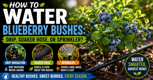 How to Water Blueberry Bushes: Drip, Soaker Hose, or Sprinkler?