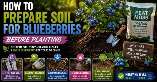 How to Prepare Soil for Blueberries Before Planting