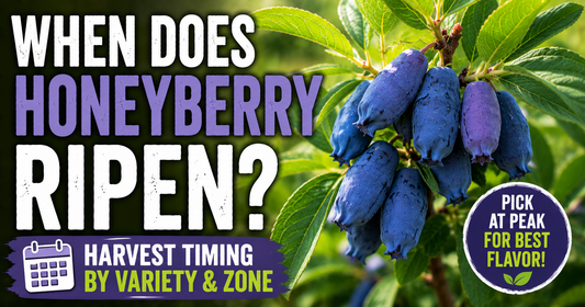 When Does Honeyberry Ripen? Harvest Timing by Variety & Zone