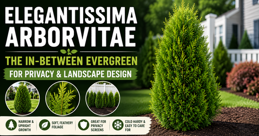 Elegantissima Arborvitae: The In-Between Evergreen for Privacy & Landscape Design
