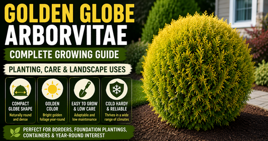 Golden Globe Arborvitae: Complete Growing Guide (Planting, Care & Landscape Uses)
