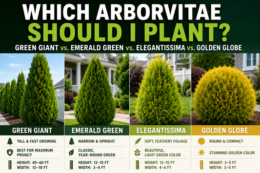 Which Arborvitae Should I Plant? Green Giant vs. Emerald Green vs. Elegantissima vs. Golden Globe