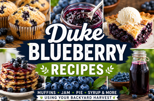 Duke Blueberry Recipes: Muffins, Jam, Pie, Syrup & More (Using Your Backyard Harvest)