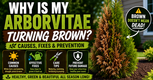 Why Is My Arborvitae Turning Brown? Causes, Fixes & Prevention