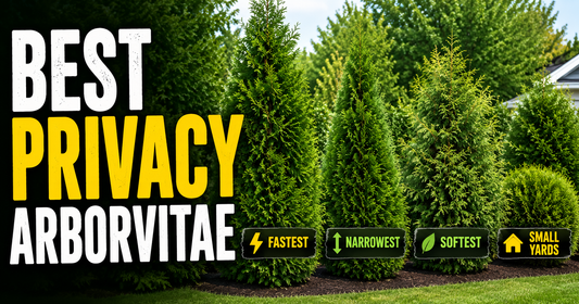 Best Arborvitae for Privacy Screens: Which Variety Is Right for You?
