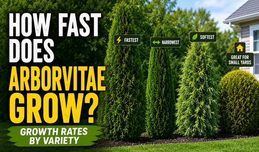 How Fast Does Arborvitae Grow? Growth Rates by Variety