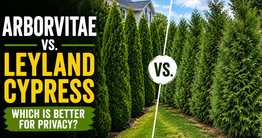 Arborvitae vs. Leyland Cypress: Which Is Better for Privacy?
