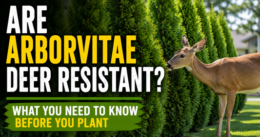 Are Arborvitae Deer Resistant? What You Need to Know Before You Plant