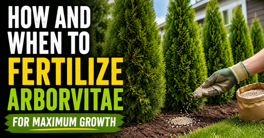 How and When to Fertilize Arborvitae for Maximum Growth