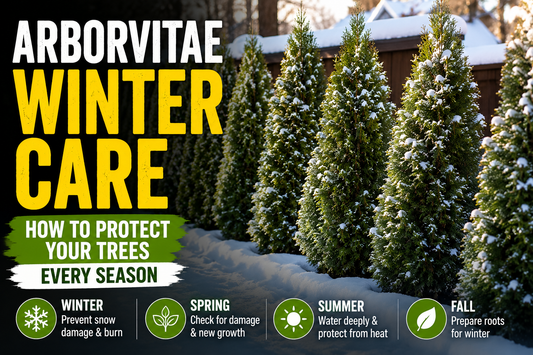 Arborvitae Winter Care: How to Protect Your Trees Every Season