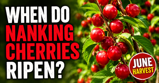 When Do Nanking Cherries Ripen? Harvest Timing by Zone