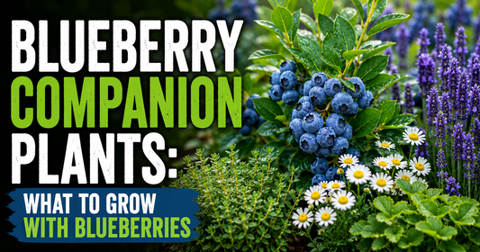 Blueberry Companion Plants: What to Grow With Blueberries