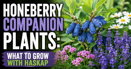 Honeyberry Companion Plants: What to Grow With Haskap