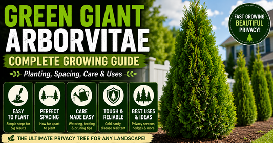 Green Giant Arborvitae: Complete Growing Guide (Planting, Spacing, Care & Uses)