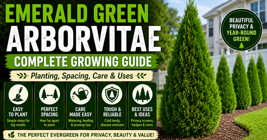 Emerald Green Arborvitae: Complete Growing Guide (Planting, Spacing, Care & Uses)