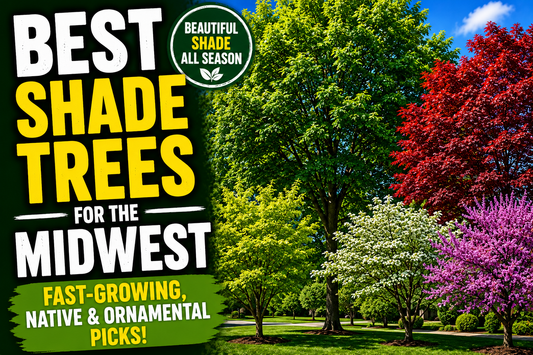 Best Shade Trees for the Midwest (Fast-Growing, Native & Ornamental Picks)
