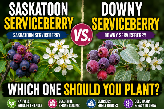 Saskatoon Serviceberry vs. Downy Serviceberry: Which One Should You Plant?