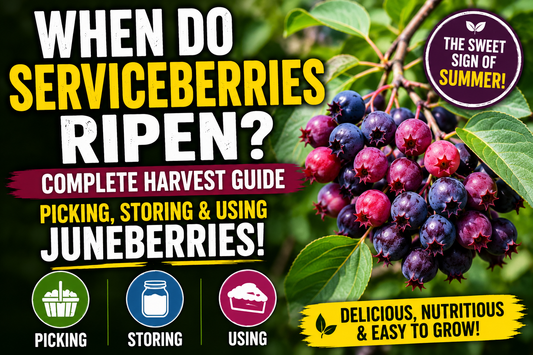 When Do Serviceberries Ripen? Complete Harvest Guide (Picking, Storing & Using Juneberries)