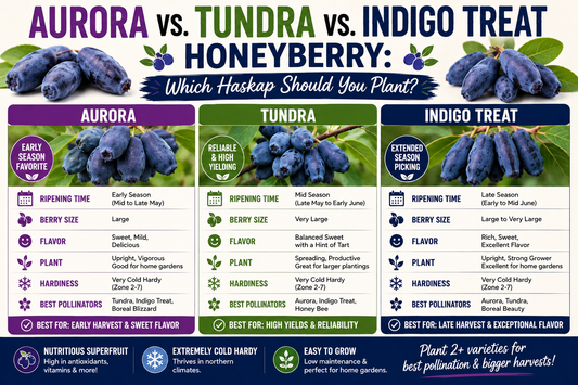 Aurora vs. Tundra vs. Indigo Treat Honeyberry: Which Haskap Should You Plant?