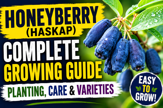 Honeyberry (Haskap) Complete Growing Guide: Planting, Care & Varieties