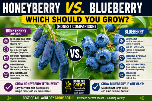 Honeyberry vs. Blueberry: Which Should You Grow? (Honest Comparison)