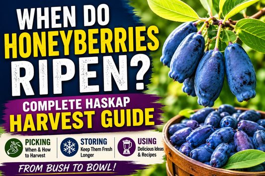 When Do Honeyberries Ripen? Complete Haskap Harvest Guide (Picking, Storing & Using)