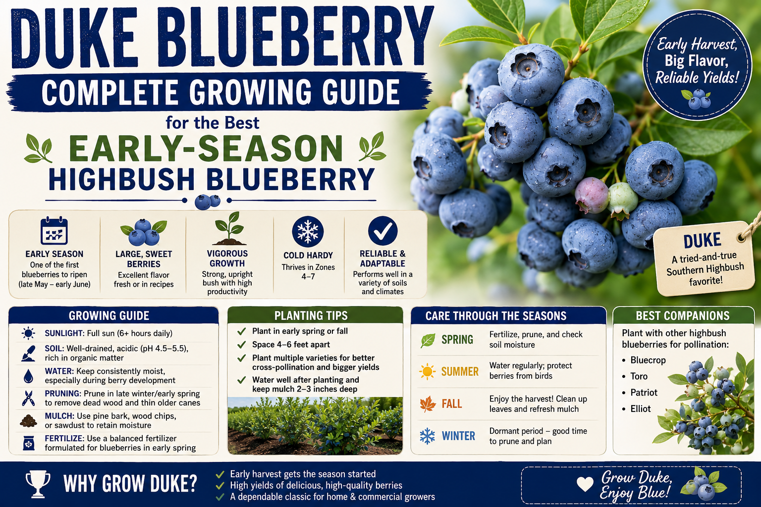 Duke Blueberry Growing Guide: Planting, Care & Harvest – Weaver Family ...