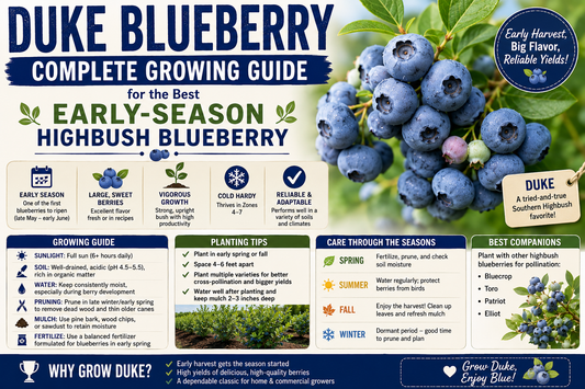 Duke Blueberry: Complete Growing Guide for the Best Early-Season Highbush Blueberry
