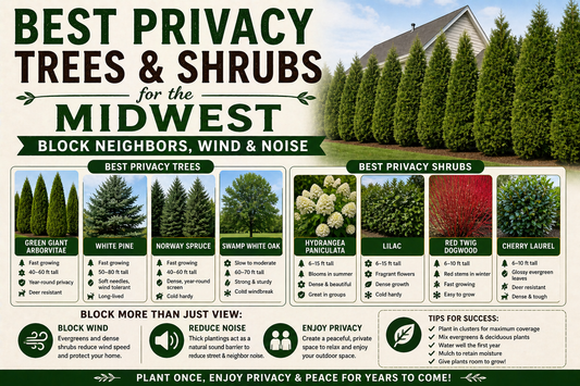Best Privacy Trees & Shrubs for the Midwest