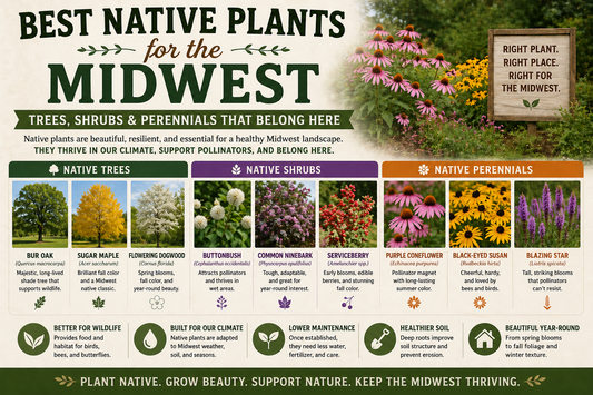 Best Native Plants for the Midwest