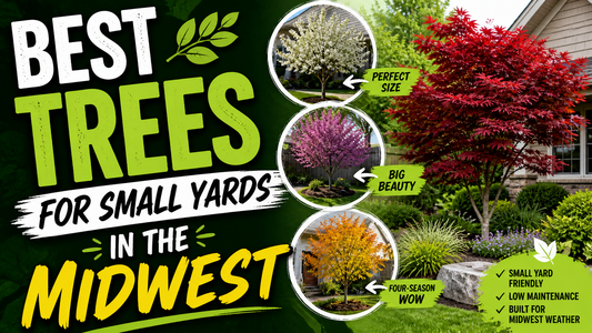 Best Trees for Small Yards in the Midwest (Beautiful Trees That Won't Outgrow Your Space)