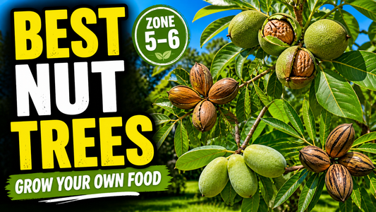 Best Nut Trees for the Midwest (Grow Your Own Walnuts, Pecans, Hickory & Pawpaw)