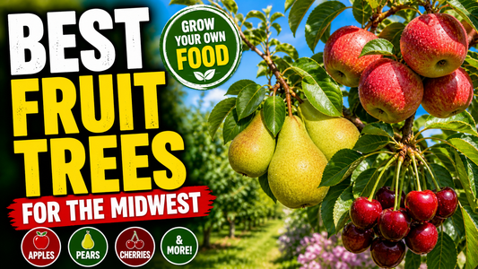 Best Fruit Trees for the Midwest (Apples, Pears, Cherries & More)