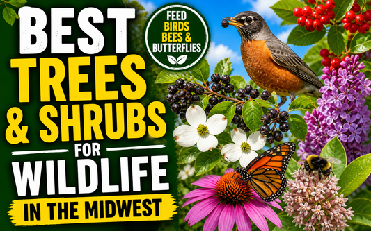 Best Trees & Shrubs for Wildlife in the Midwest (Feed Birds, Bees & Butterflies)