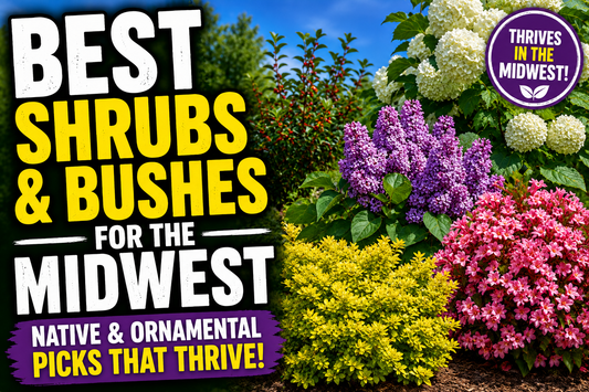 Best Shrubs & Bushes for the Midwest (Native & Ornamental Picks That Thrive)