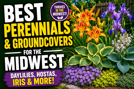 Best Perennials & Groundcovers for the Midwest (Daylilies, Hostas, Iris & More)