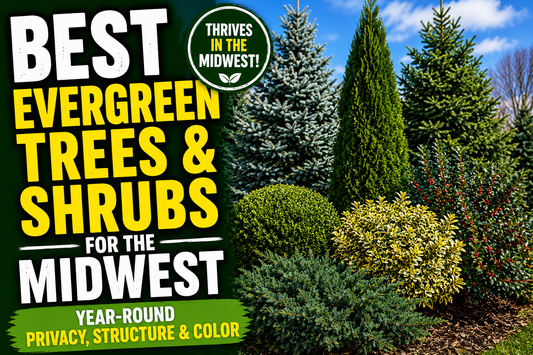 Best Evergreen Trees & Shrubs for the Midwest (Year-Round Privacy, Structure & Color)