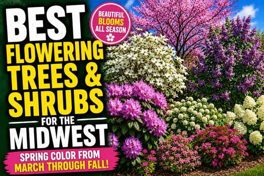 Best Flowering Trees & Shrubs for the Midwest (Spring Color from March Through Fall)